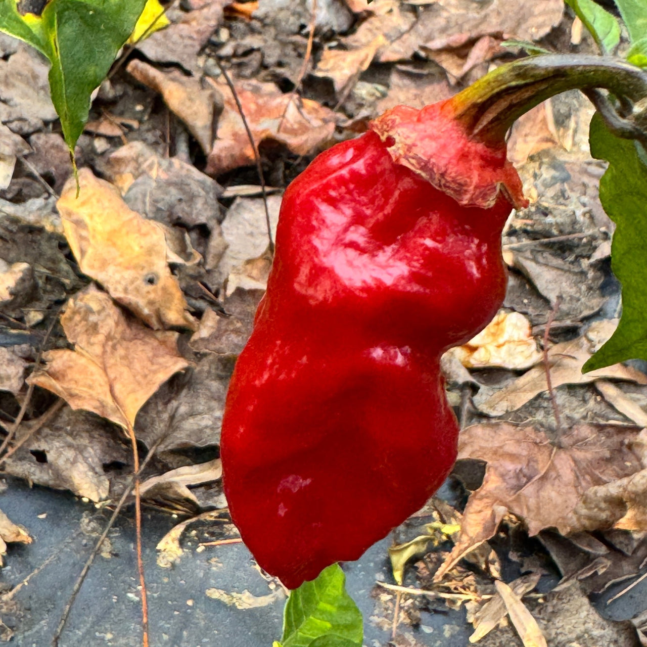 Adrenalina Red - Seeds - The Pepper Pantry (Formerly Marie Sharp's)