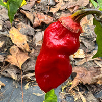 Adrenalina Red - Seeds - The Pepper Pantry (Formerly Marie Sharp's)