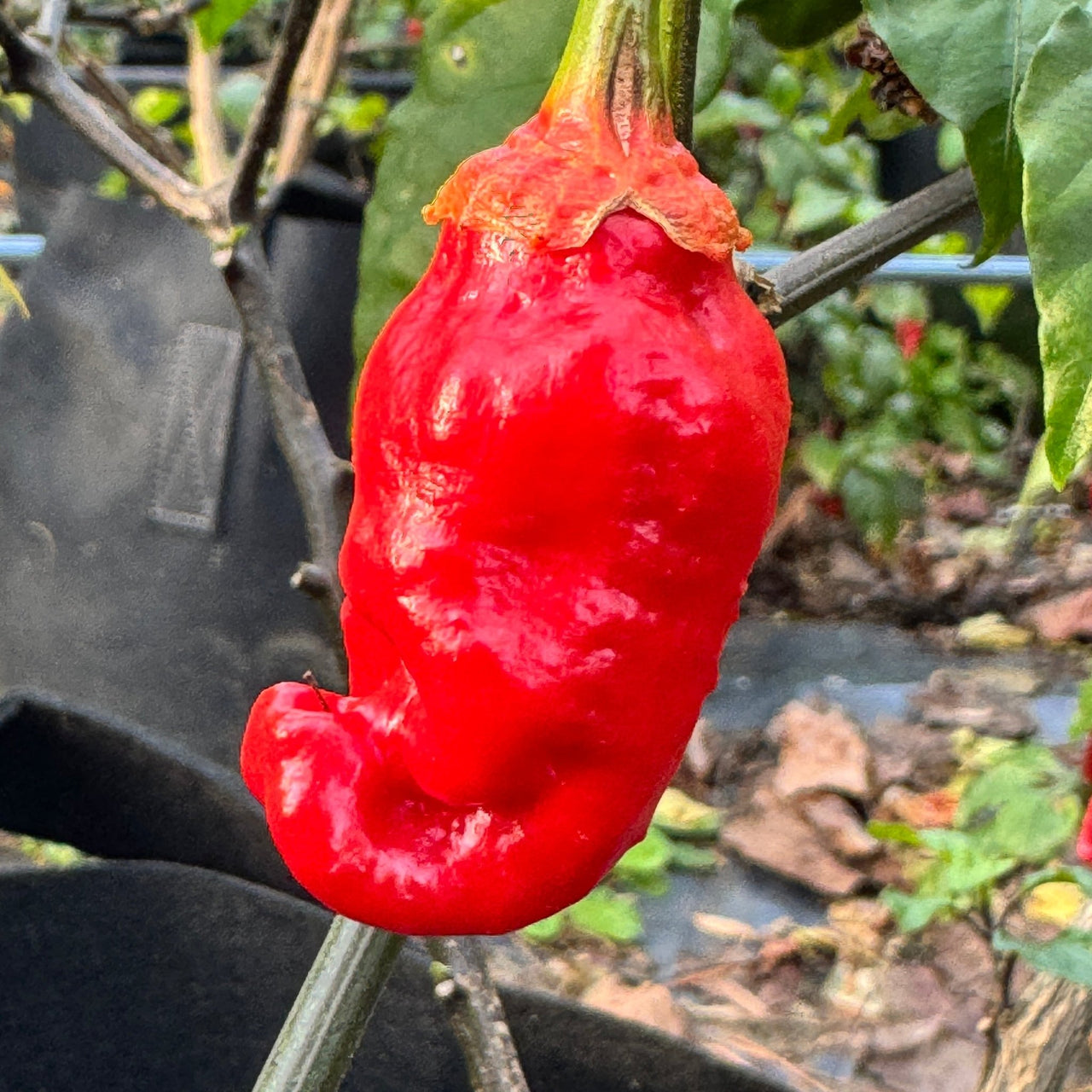 Adrenalina Red - Seeds - The Pepper Pantry (Formerly Marie Sharp's)