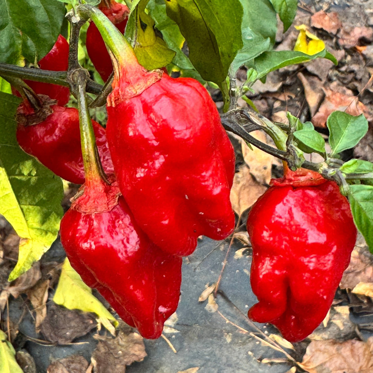 Adrenalina Red - Seeds - The Pepper Pantry (Formerly Marie Sharp's)