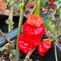 Adrenalina Red - Seeds - The Pepper Pantry (Formerly Marie Sharp's)