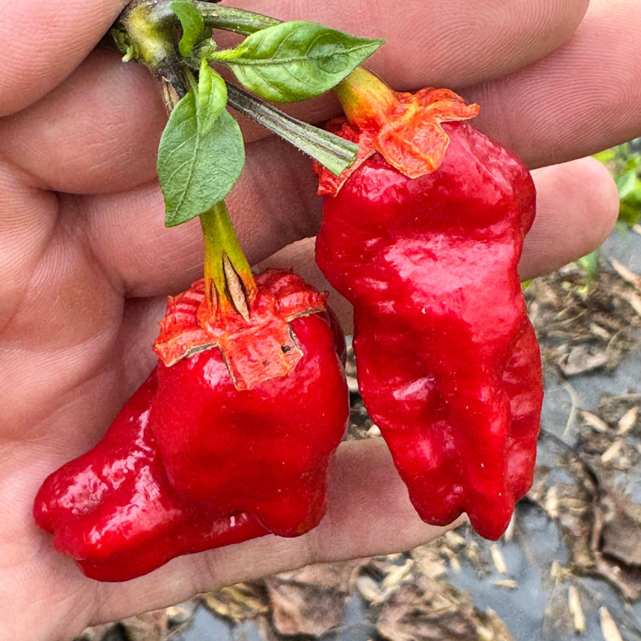 Adrenalina Red - Seeds - The Pepper Pantry (Formerly Marie Sharp's)