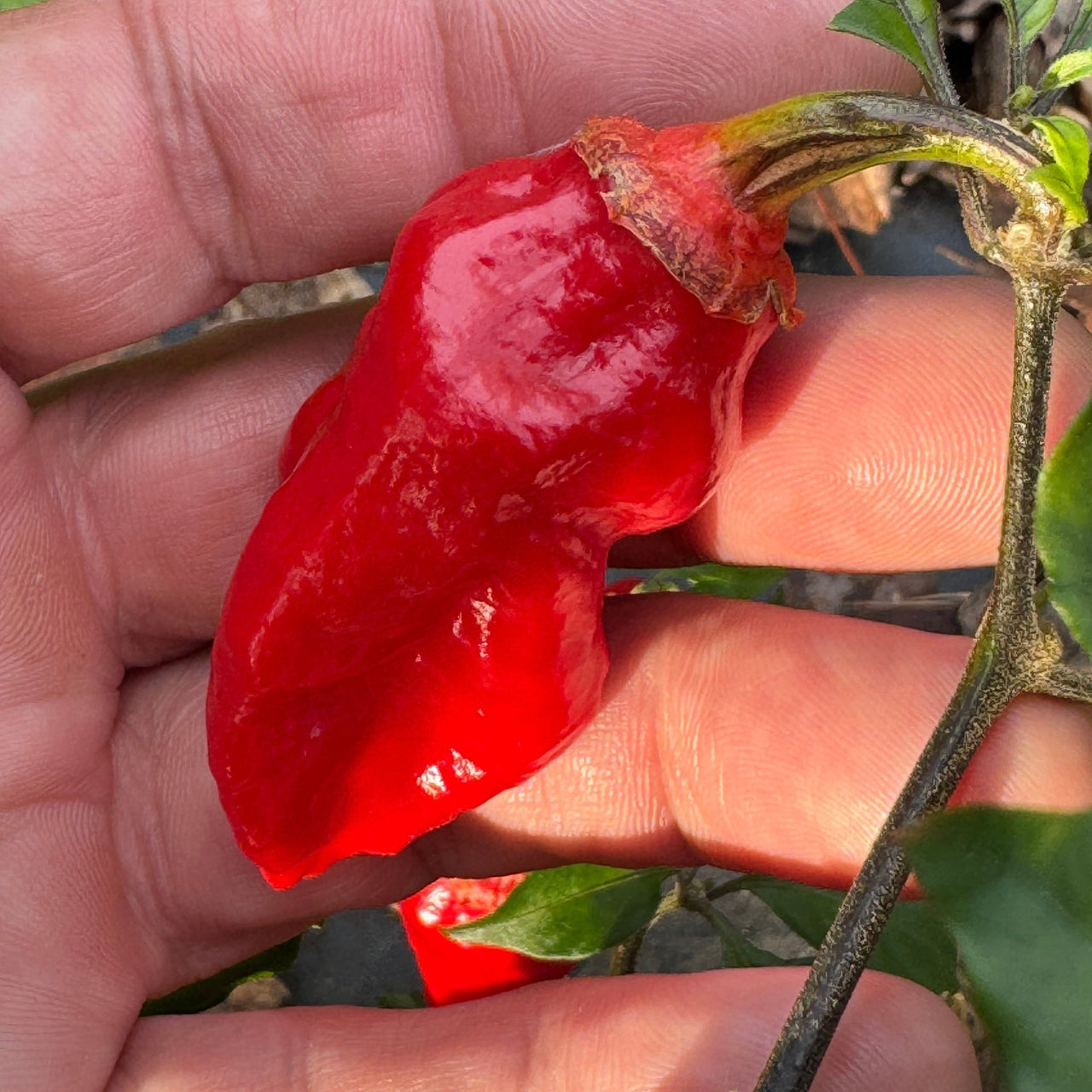 Adrenalina Red - Seeds - The Pepper Pantry (Formerly Marie Sharp's)