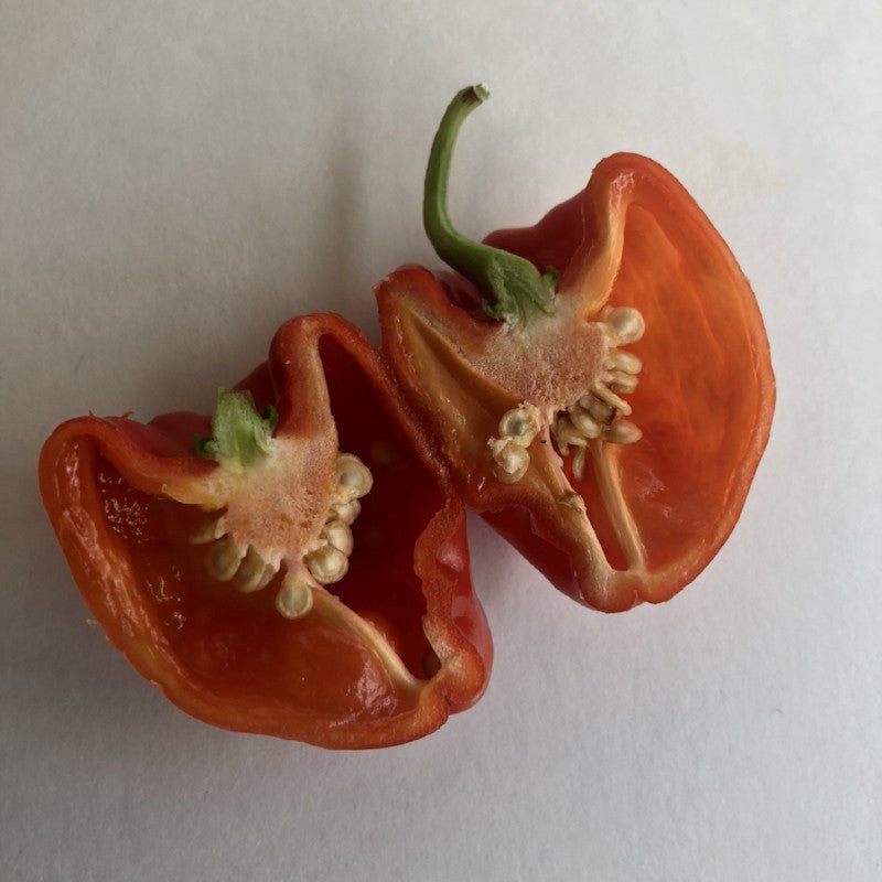 Aji Chombo - Seeds - The Pepper Pantry (Formerly Marie Sharp's)