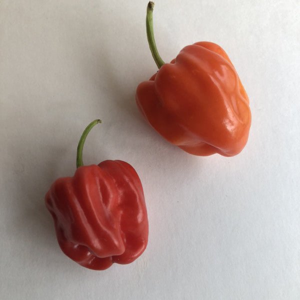 Aji Chombo - Seeds - The Pepper Pantry (Formerly Marie Sharp's)