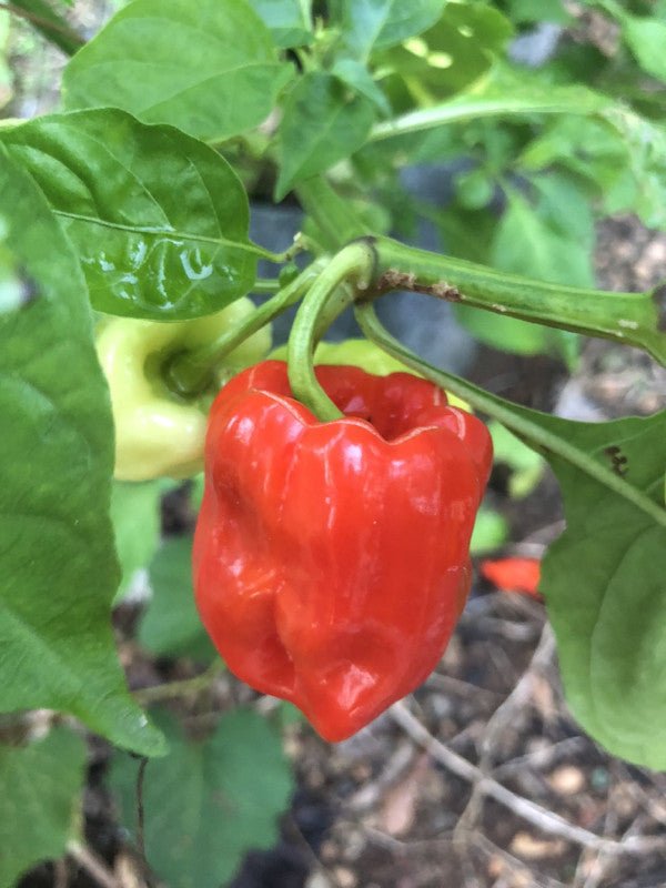 Aji Chombo - Seeds - The Pepper Pantry (Formerly Marie Sharp's)
