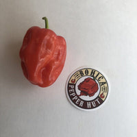 Aji Chombo - Seeds - The Pepper Pantry (Formerly Marie Sharp's)