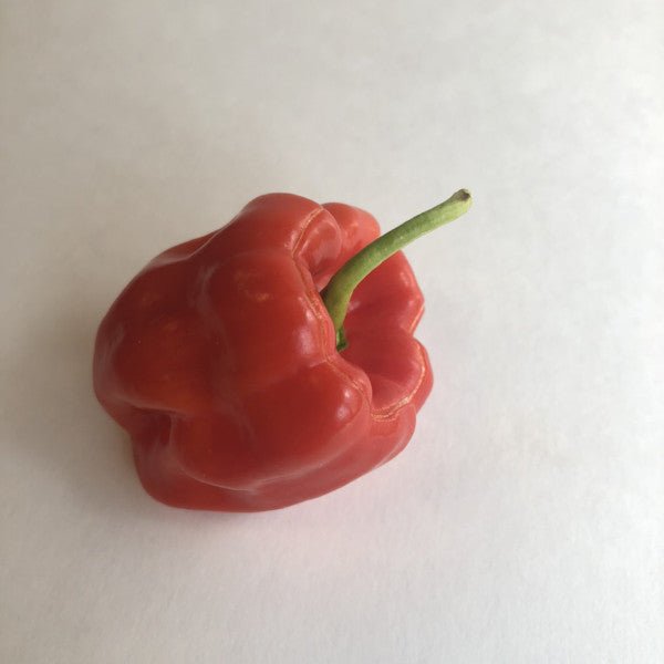 Aji Chombo - Seeds - The Pepper Pantry (Formerly Marie Sharp's)