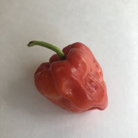 Aji Chombo - Seeds - The Pepper Pantry (Formerly Marie Sharp's)