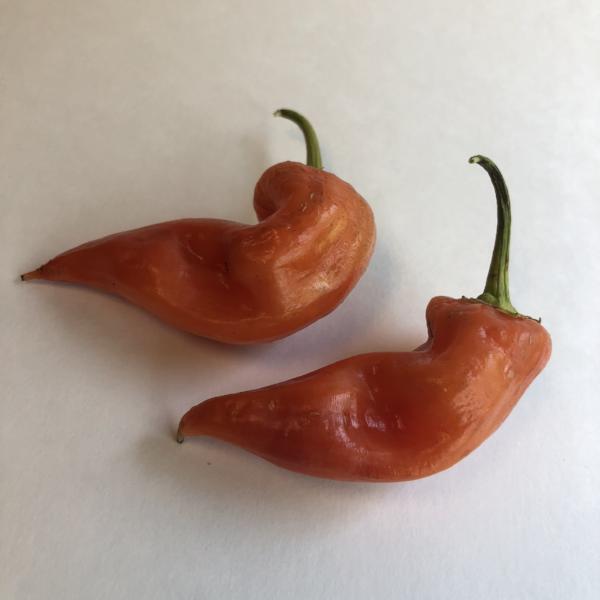 Aji Crystal - Seeds - The Pepper Pantry (Formerly Marie Sharp's)