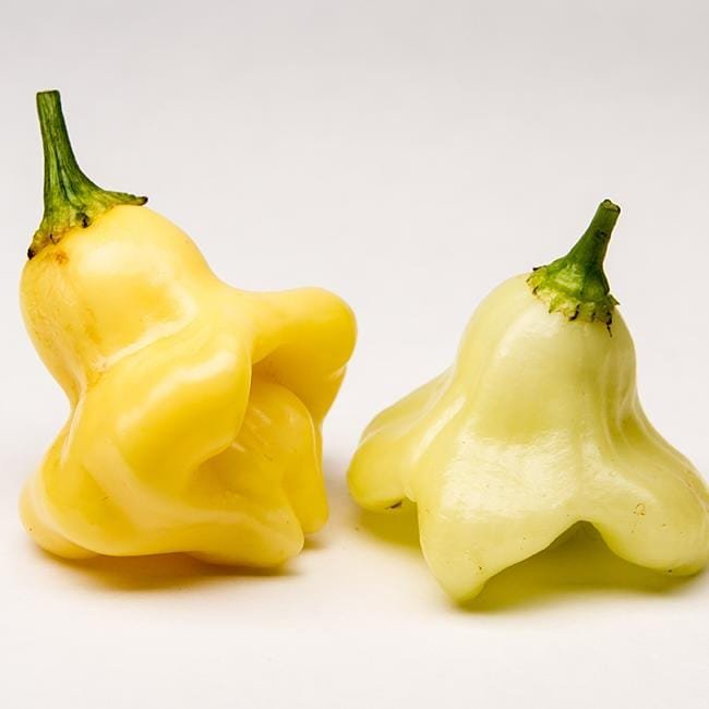Aji Fantasy Chili Pepper Seeds - The Pepper Pantry (Formerly Marie Sharp's)
