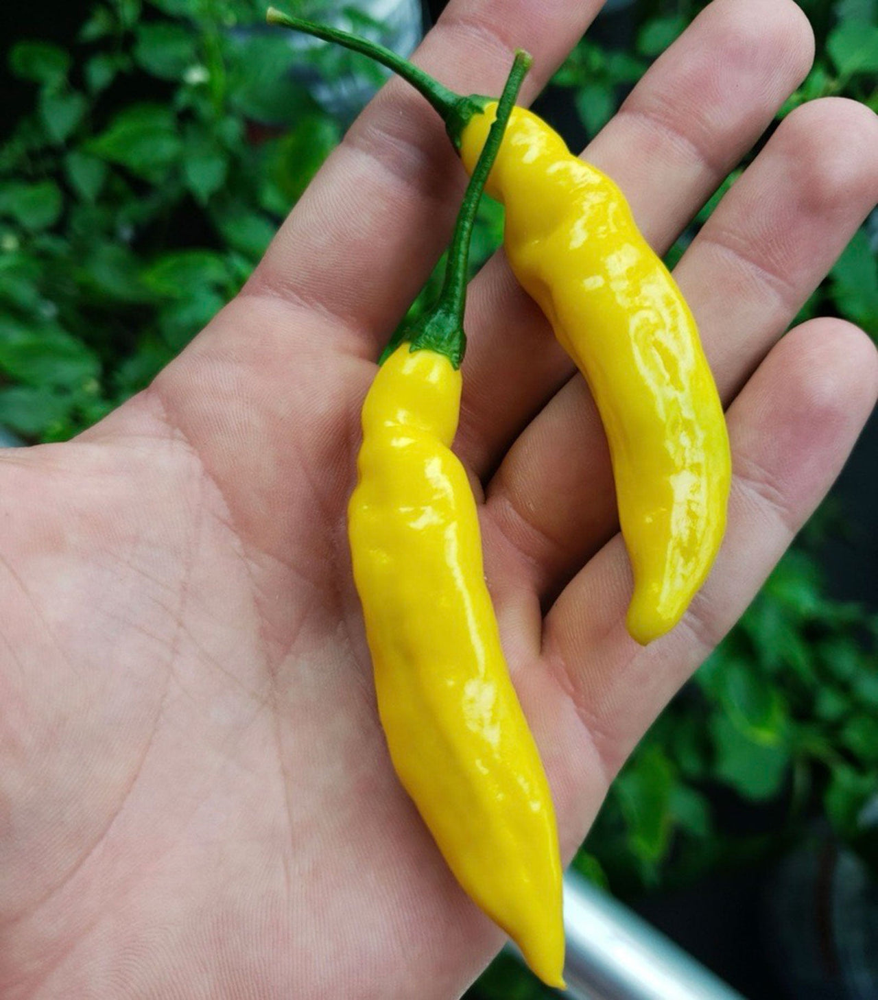 Aji Gold (Limon) Pepper Seeds - The Pepper Pantry (Formerly Marie Sharp's)