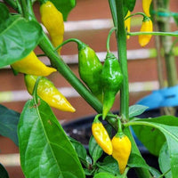 Aji Gold (Limon) Pepper Seeds - The Pepper Pantry (Formerly Marie Sharp's)