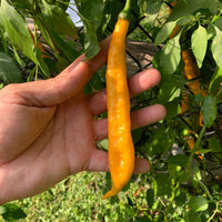 Aji Guyana - Seeds - The Pepper Pantry (Formerly Marie Sharp's)