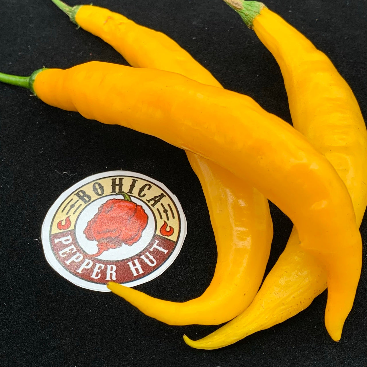 Aji Guyana - Seeds - The Pepper Pantry (Formerly Marie Sharp's)