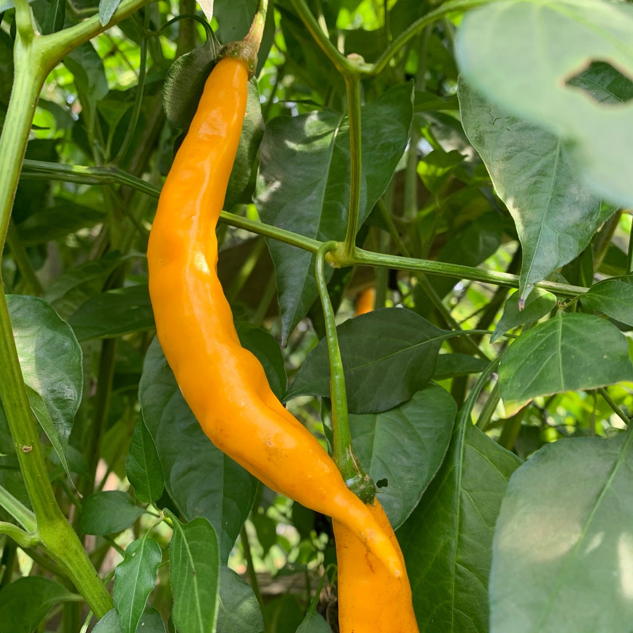 Aji Guyana - Seeds - The Pepper Pantry (Formerly Marie Sharp's)