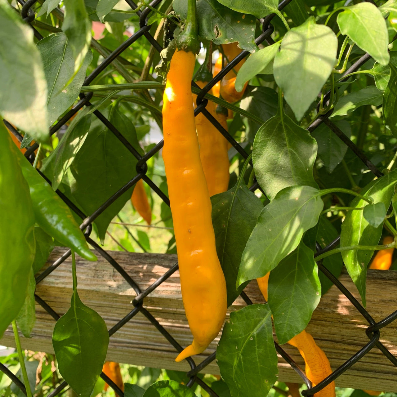 Aji Guyana - Seeds - The Pepper Pantry (Formerly Marie Sharp's)