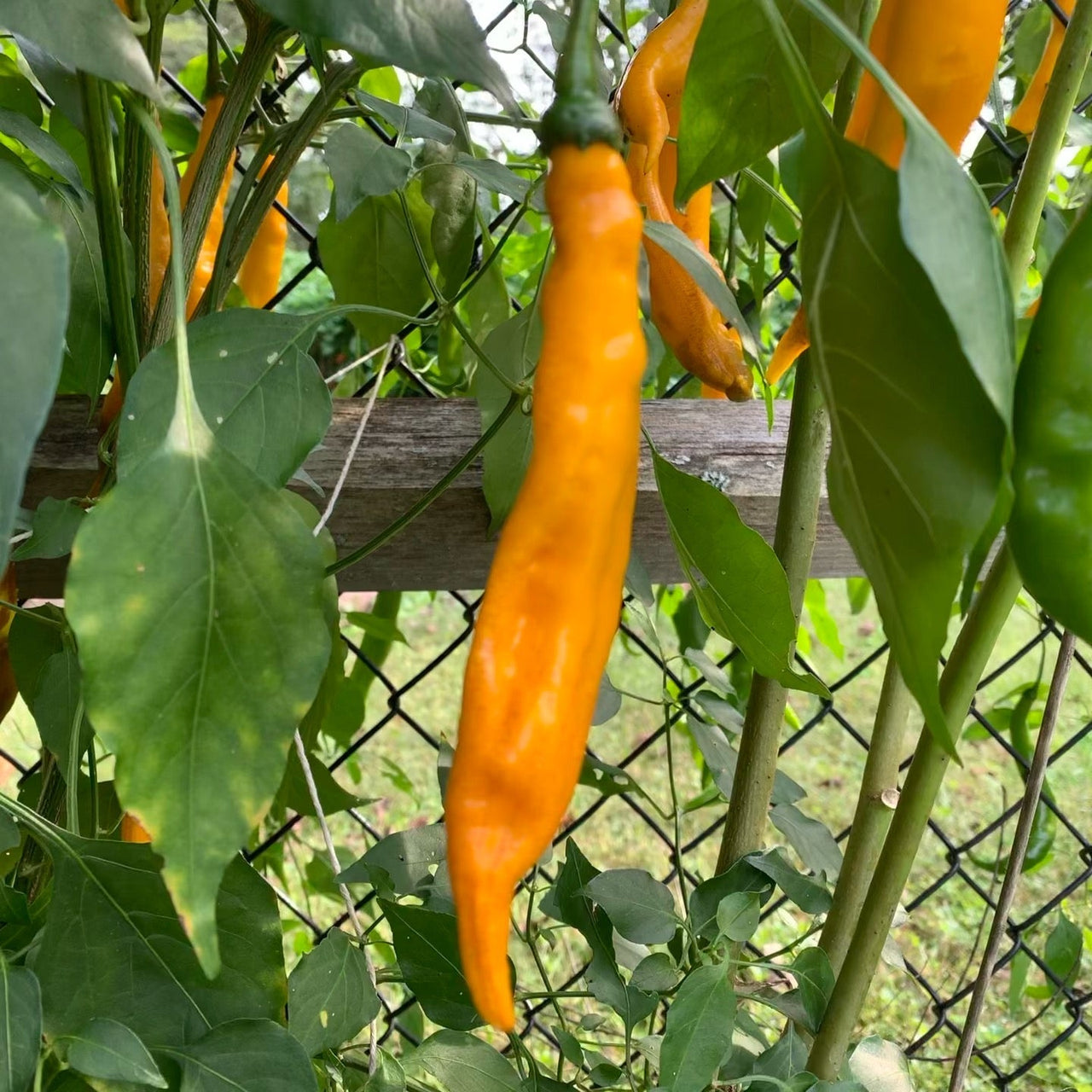 Aji Guyana - Seeds - The Pepper Pantry (Formerly Marie Sharp's)