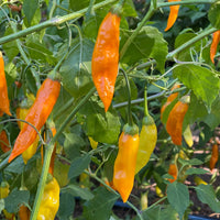 Aji Habanero - Seeds - The Pepper Pantry (Formerly Marie Sharp's)