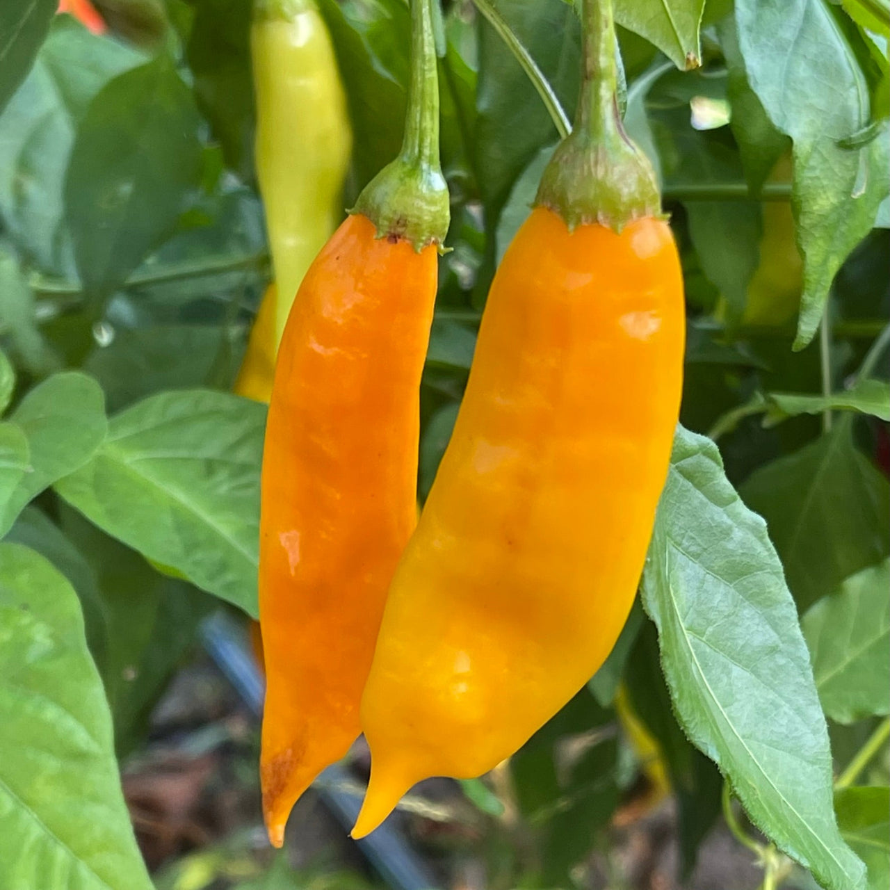 Aji Habanero - Seeds - The Pepper Pantry (Formerly Marie Sharp's)