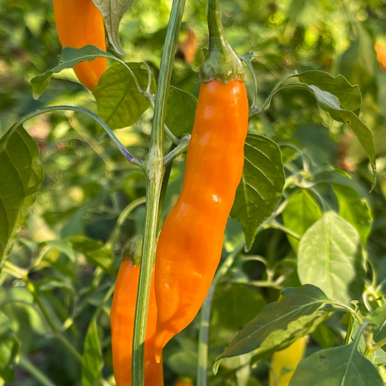 Aji Habanero - Seeds - The Pepper Pantry (Formerly Marie Sharp's)
