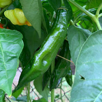 Aji Panca - Seeds - The Pepper Pantry (Formerly Marie Sharp's)