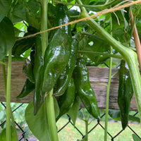 Aji Panca - Seeds - The Pepper Pantry (Formerly Marie Sharp's)