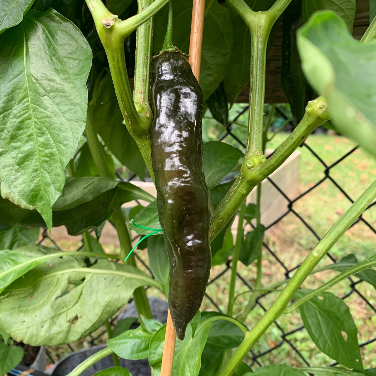 Aji Panca - Seeds - The Pepper Pantry (Formerly Marie Sharp's)
