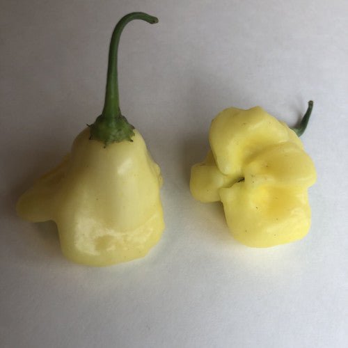 Aji - Pepper Seeds Combo Pack (7 Varieties) - Seeds - The Pepper Pantry (Formerly Marie Sharp's)