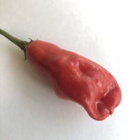 Aji Rojo/ Pucha - Uchu - Seeds - The Pepper Pantry (Formerly Marie Sharp's)