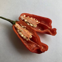 Aji Rojo/ Pucha - Uchu - Seeds - The Pepper Pantry (Formerly Marie Sharp's)