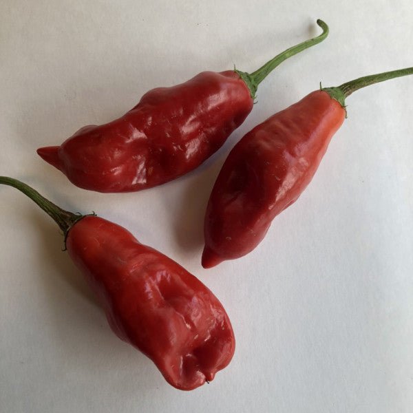 Aji Rojo/ Pucha - Uchu - Seeds - The Pepper Pantry (Formerly Marie Sharp's)