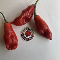 Aji Rojo/ Pucha - Uchu - Seeds - The Pepper Pantry (Formerly Marie Sharp's)