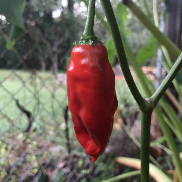 Aji Rojo/ Pucha - Uchu - Seeds - The Pepper Pantry (Formerly Marie Sharp's)
