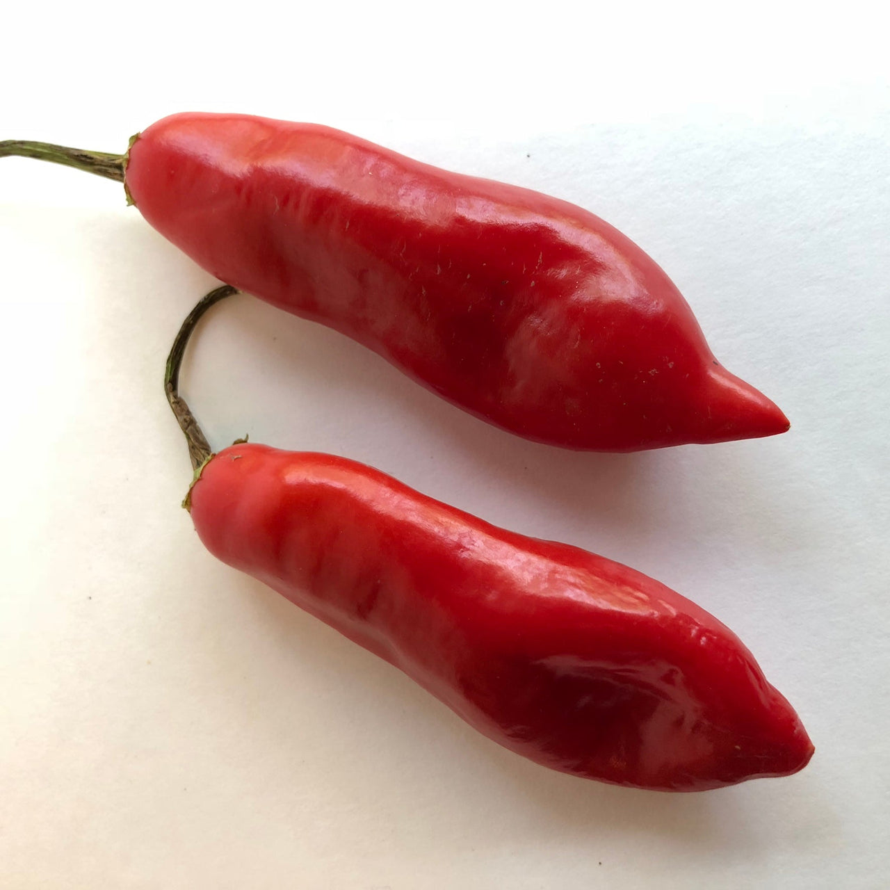 Aji Sugar Rush Red - Seeds - The Pepper Pantry (Formerly Marie Sharp's)