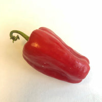 Aleppo - Seeds - The Pepper Pantry (Formerly Marie Sharp's)