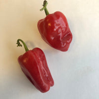 Aleppo - Seeds - The Pepper Pantry (Formerly Marie Sharp's)