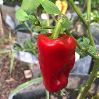 Aleppo - Seeds - The Pepper Pantry (Formerly Marie Sharp's)