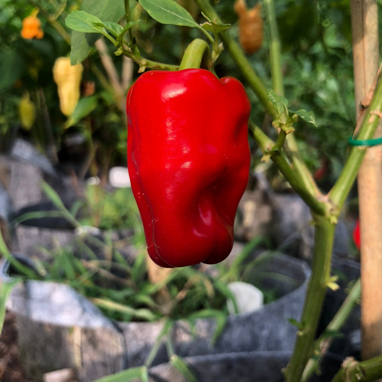 Aleppo - Seeds - The Pepper Pantry (Formerly Marie Sharp's)