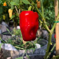 Aleppo - Seeds - The Pepper Pantry (Formerly Marie Sharp's)