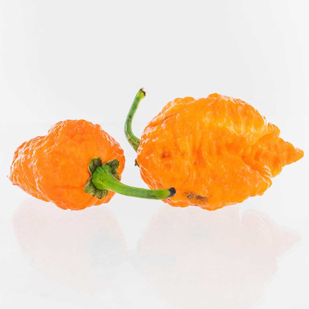 Apocalypse Scorpion X Jays Peach Ghost Scorpion Pepper Seeds - The Pepper Pantry (Formerly Marie Sharp's)