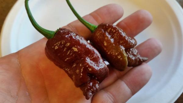 Bhut Jolokia Chocolate Ghost - Seeds - The Pepper Pantry (Formerly Marie Sharp's)