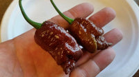 Bhut Jolokia Chocolate Ghost - Seeds - The Pepper Pantry (Formerly Marie Sharp's)