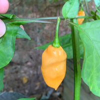 Bhut Jolokia Peach x Pimenta de Neyde - Seeds - The Pepper Pantry (Formerly Marie Sharp's)