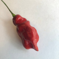 Bhut Jolokia x Pimenta de Neyde - Seeds - The Pepper Pantry (Formerly Marie Sharp's)