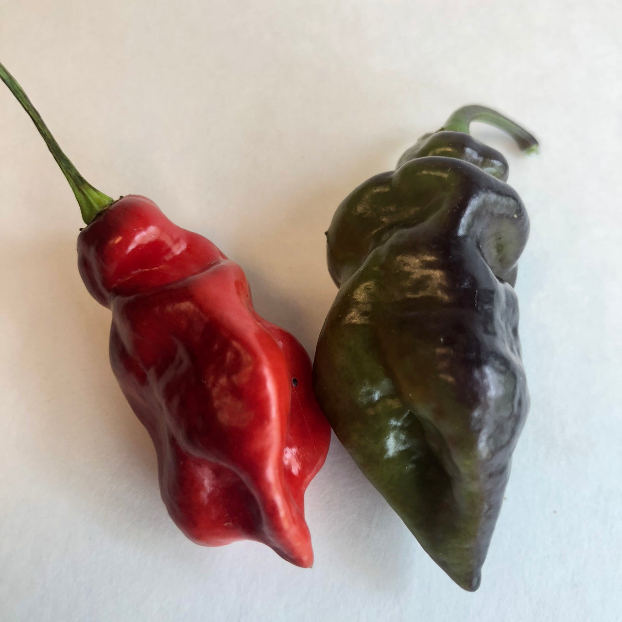 Bhut Jolokia x Pimenta de Neyde - Seeds - The Pepper Pantry (Formerly Marie Sharp's)
