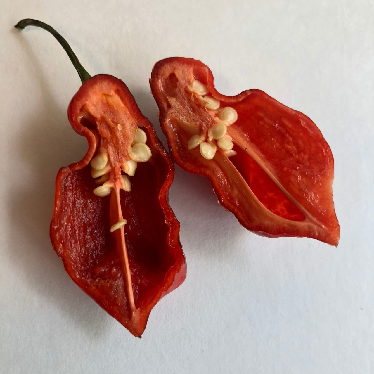 Bhut Jolokia x Pimenta de Neyde - Seeds - The Pepper Pantry (Formerly Marie Sharp's)