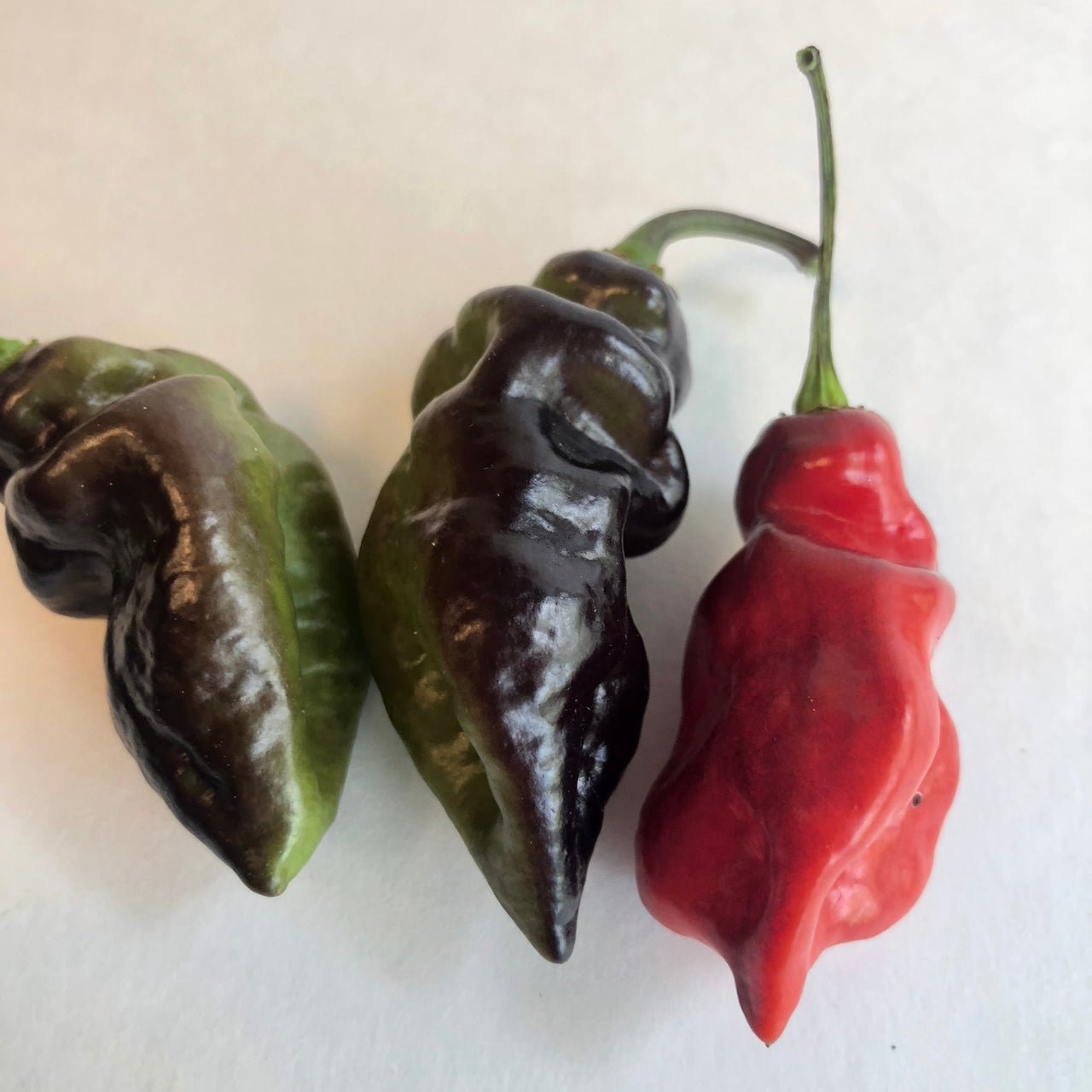 Bhut Jolokia x Pimenta de Neyde - Seeds - The Pepper Pantry (Formerly Marie Sharp's)