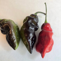 Bhut Jolokia x Pimenta de Neyde - Seeds - The Pepper Pantry (Formerly Marie Sharp's)