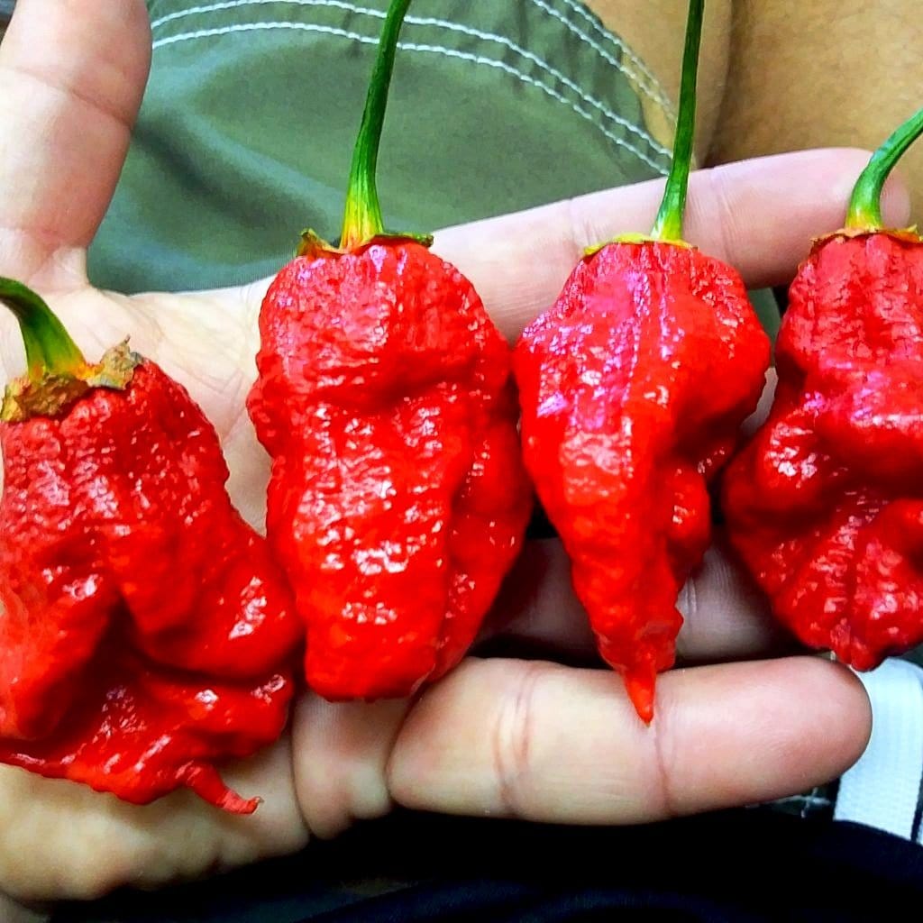 Bhutlah Bubblegum 7 Pot Red Seeds - The Pepper Pantry (Formerly Marie Sharp's)